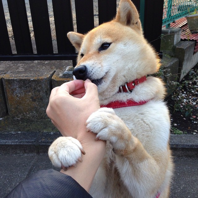 爱游戏下载-跨界传奇，张继科助波兰男排轻取德国队