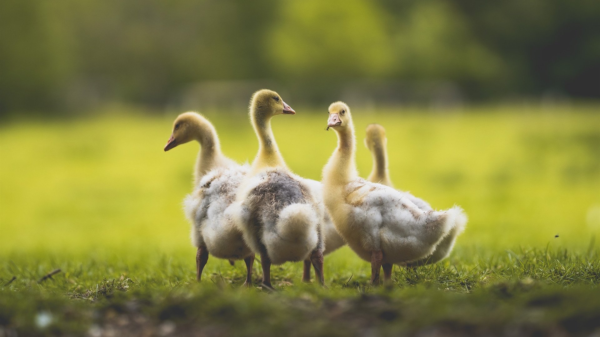 爱游戏tv-赛道如棋,红牛车队如何以兑子战术完成对哈斯车队的致命逆转