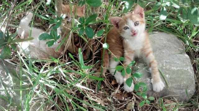 爱游戏在线-羽坛奇观,丹麦铁血力克马来西亚,戴资颖单打绽放耀眼高光