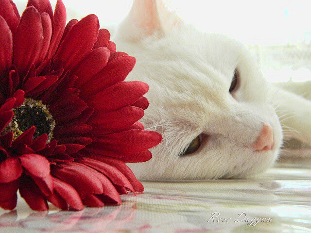 浓眉无解之战，猛龙巅峰对决爵士的终极胜利