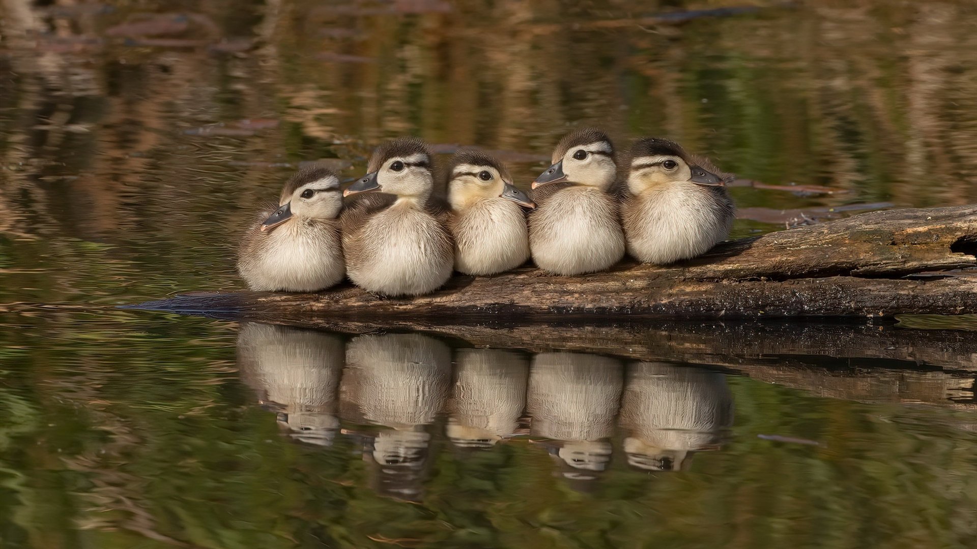 爱游戏在线-击碎黄昏，世界王座的铁王冠之战，森林狼宣告旧神时代的终结