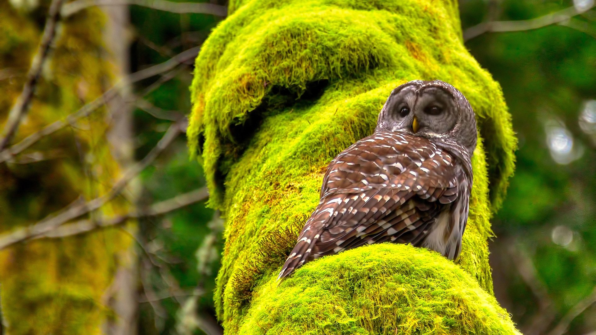 精密仪器，当英格拉姆在公牛主场拆解黄蜂