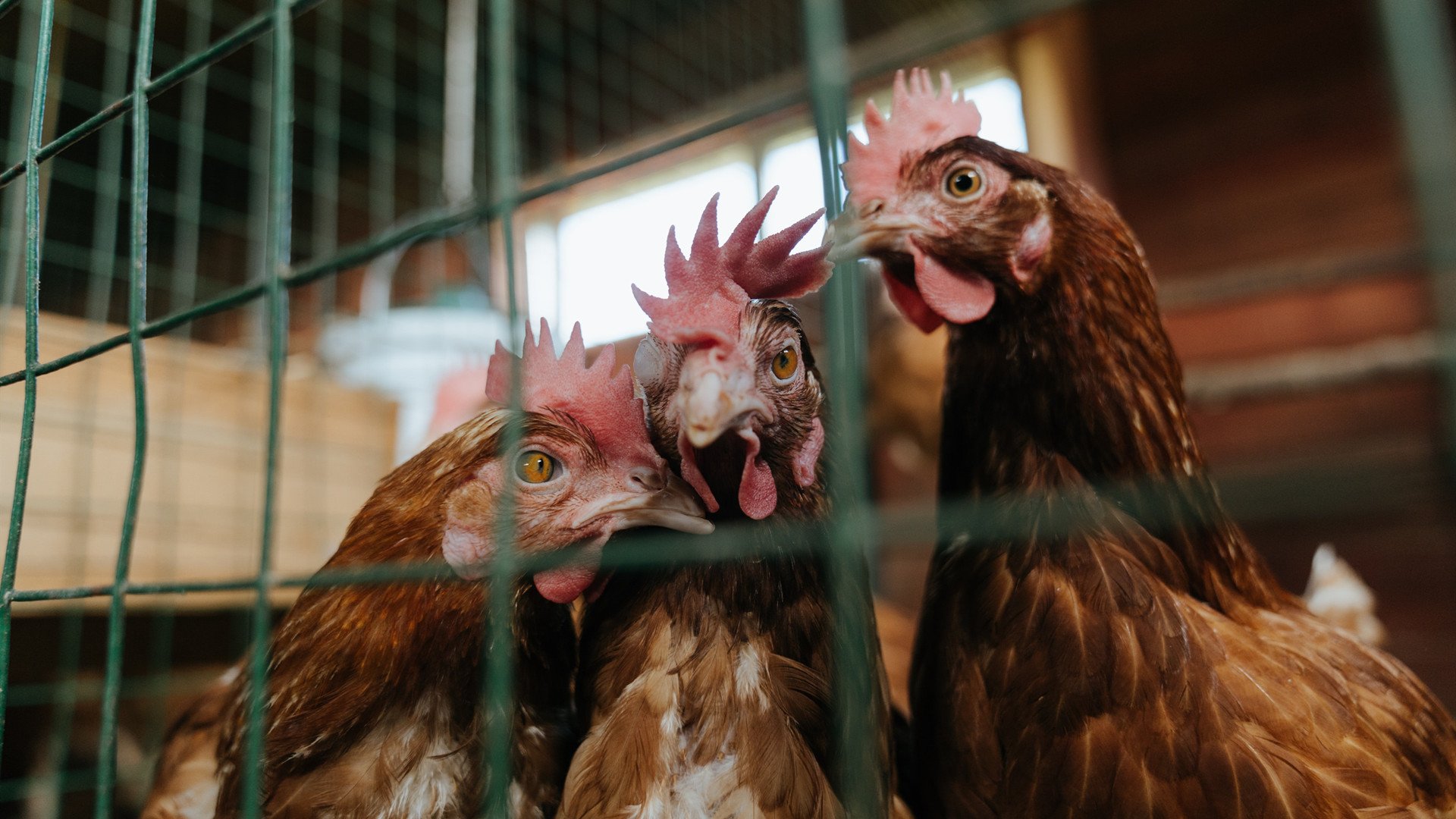 铸造奥运梦想的唯一一夜，武切维奇的关键战高光