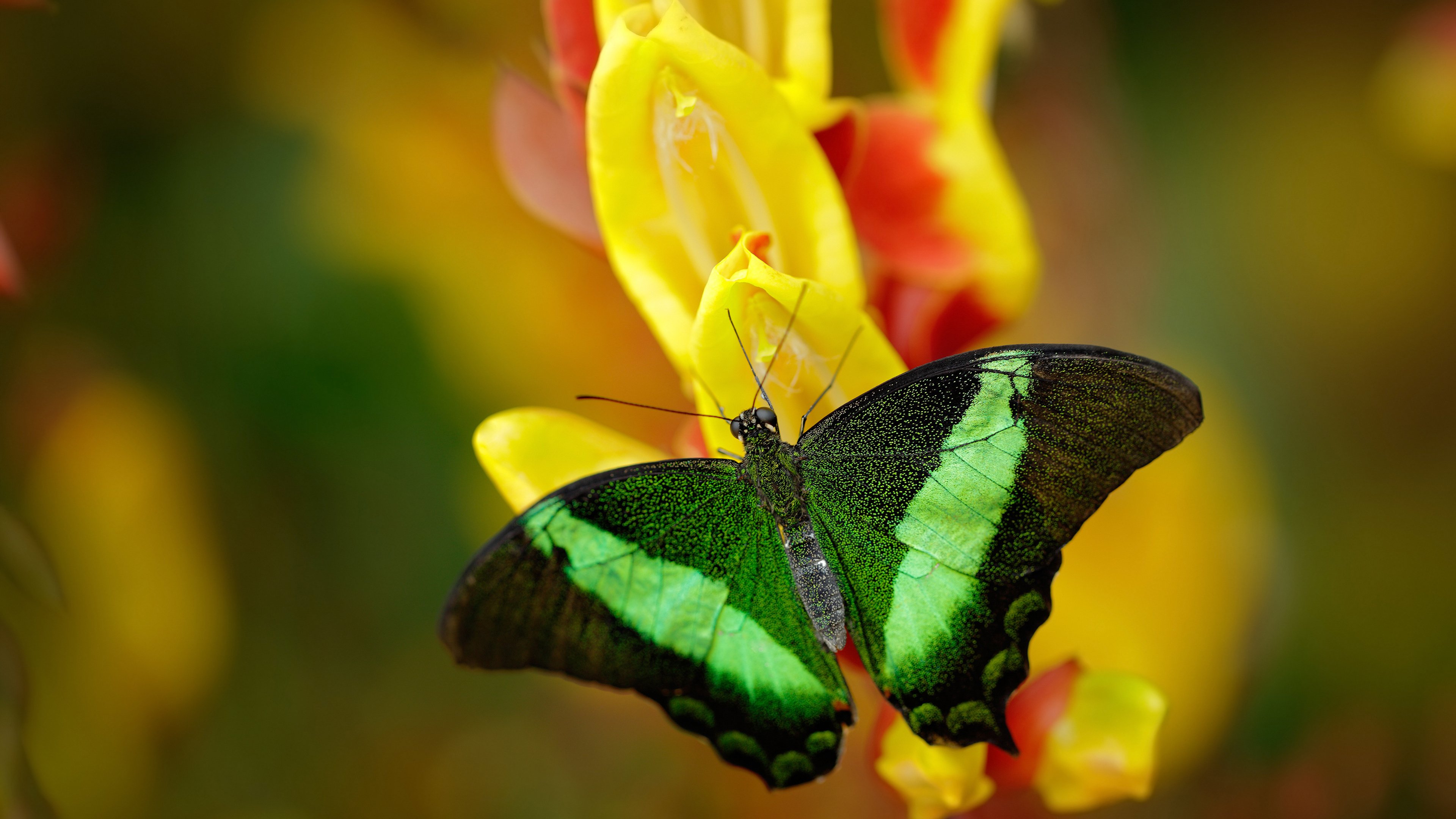 西决生死战，马刺用体系肢解火箭，一场传球即存在的哲学胜利