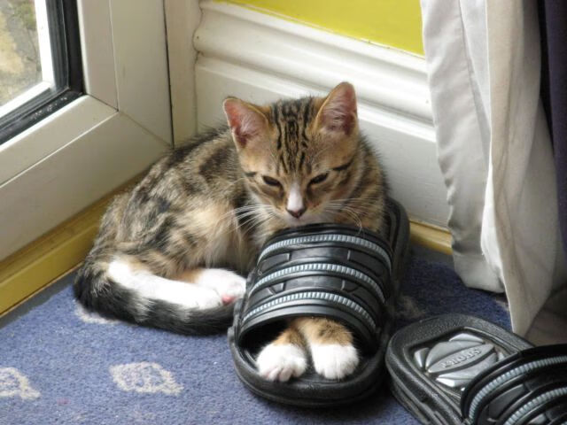 1米83的巨人，范弗利特如何打破定律统治波士顿花园