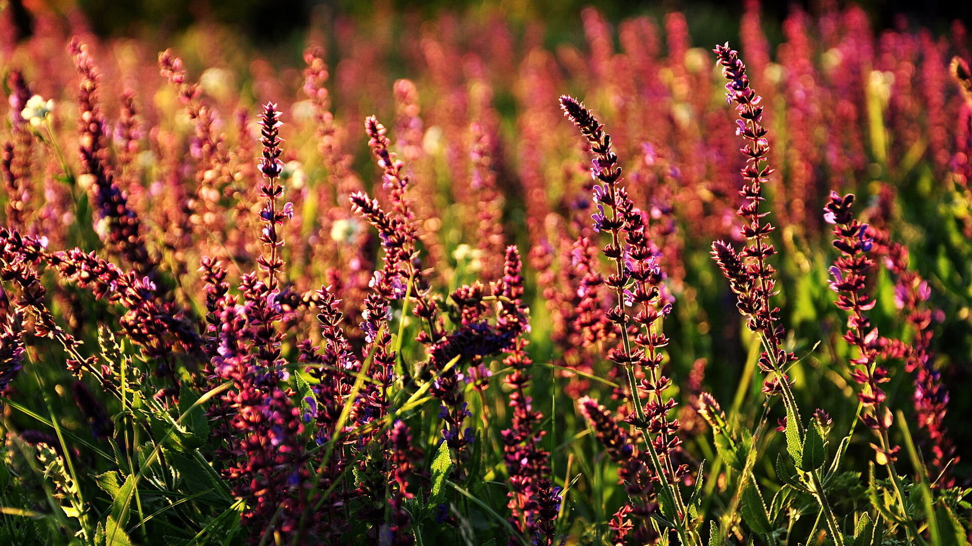 爱游戏官方入口-定海神针！奥运关键夜，哈登的稳定本身就是最锋利的武器