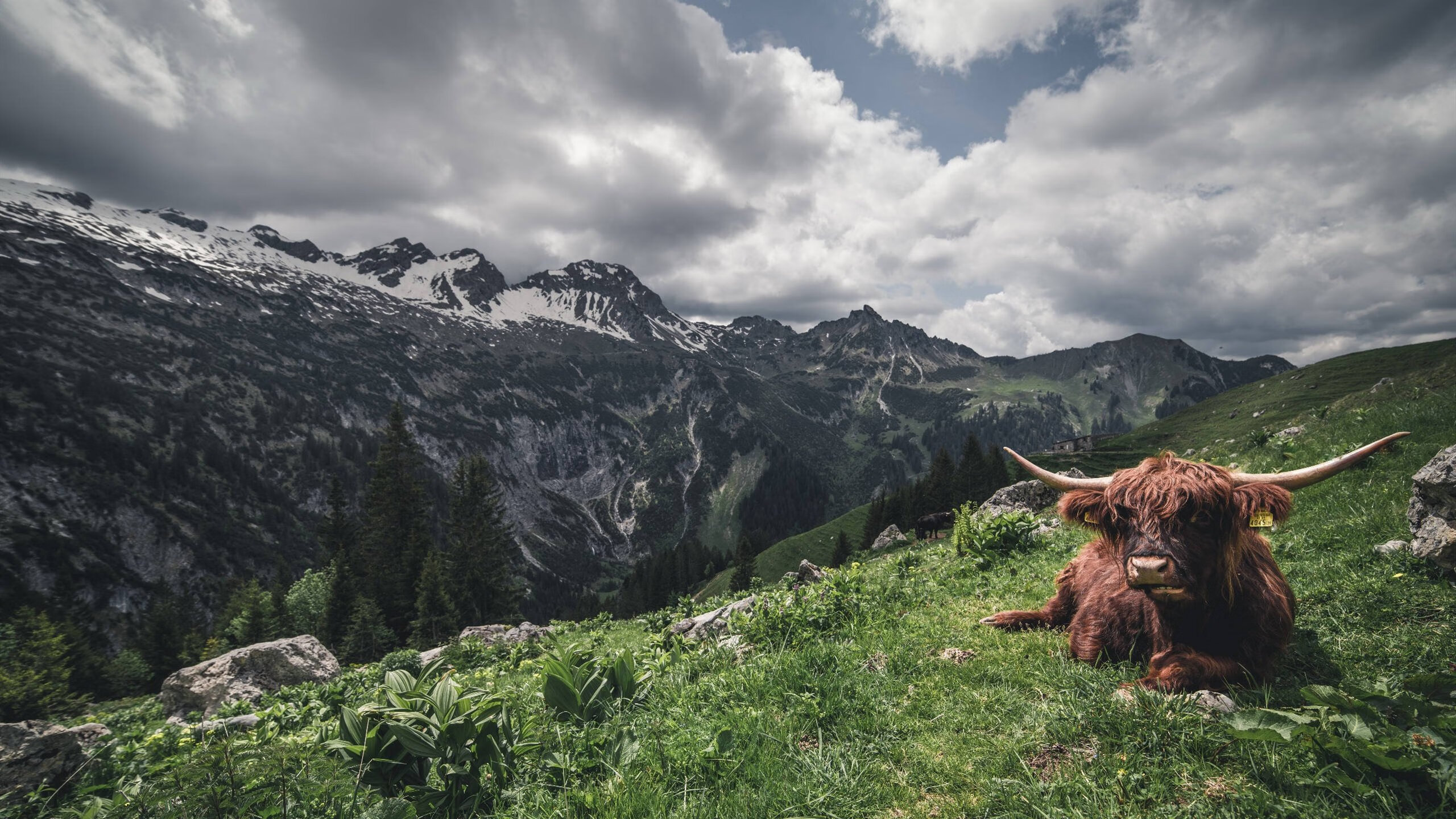 攻防一体，哈弗茨的统治力与乌拉圭的胜利蓝图