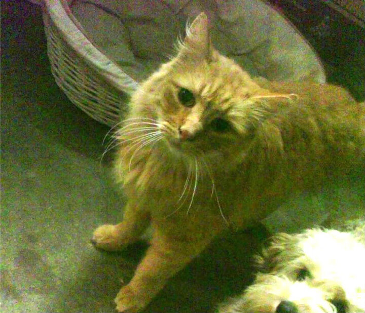 跨界巅峰，国际米兰轻取曼城，卡马文加在F1年度争冠中接管比赛