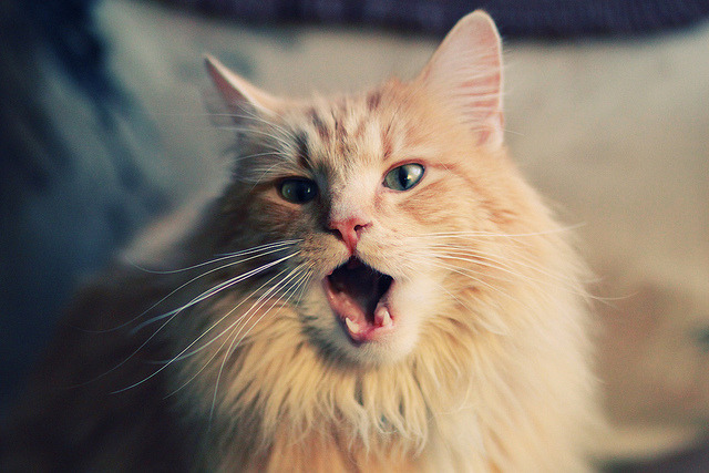 绝杀之夜，奥斯梅恩的英雄时刻与巴萨的德国克星之路