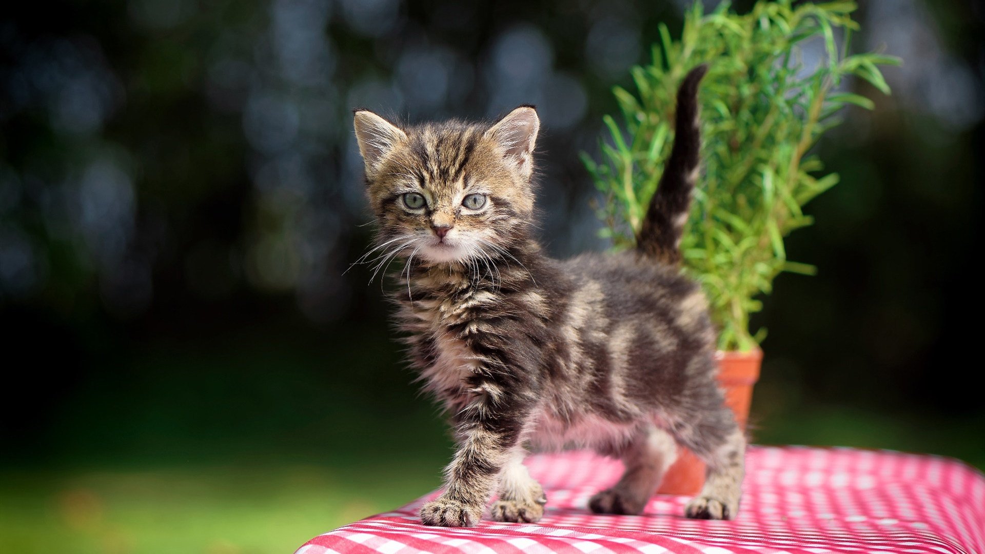 爱游戏入口-东决关键战之夜，不可复制的杜兰特式赢法 关键球+防守锁死塔图姆