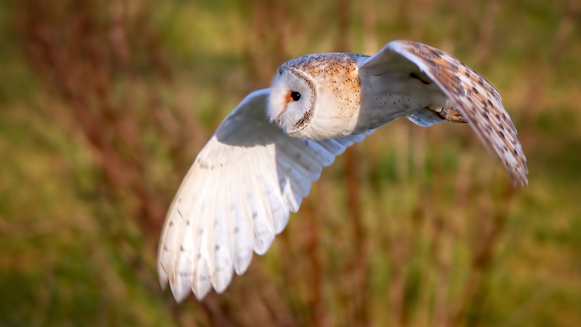 一场未发生的对决，当深圳队穿越到AT&T中心