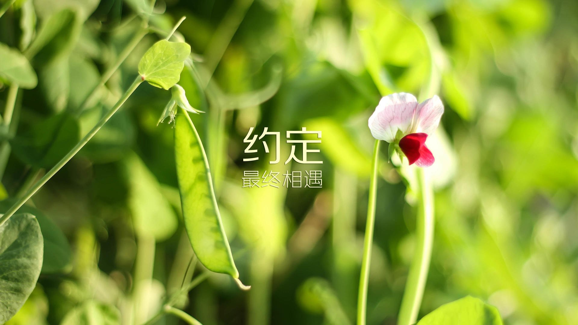 沙漠之夜的奇迹,2026世界杯E组生死战,泰国绝杀加纳,格列兹曼导演法兰西逆转史诗